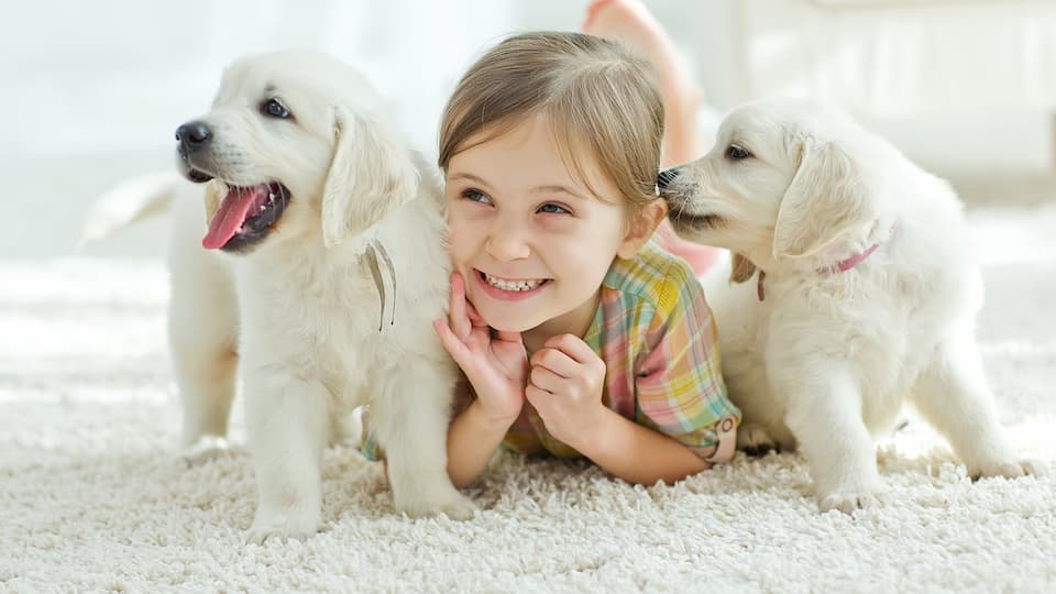 Child and Dogs